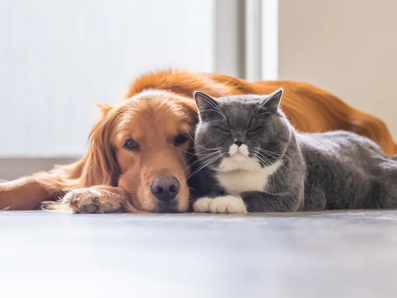 Choosing the right flooring for your pets